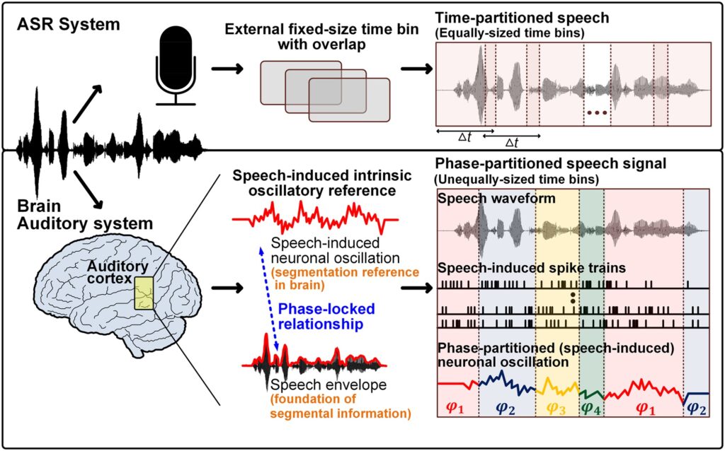 Auditory processing-Speech recognition-Rhythm-Noisy environments-Motor system