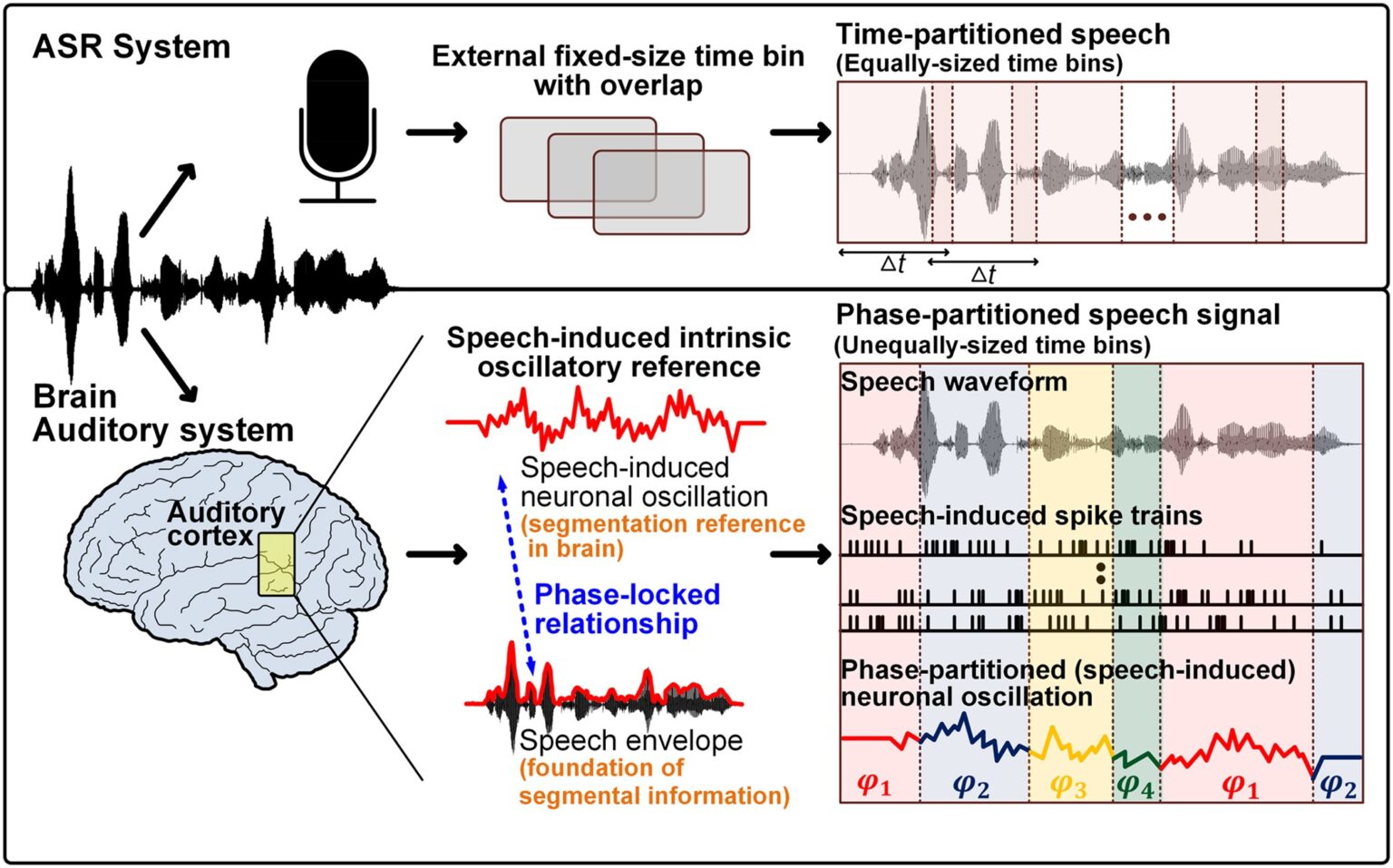 Auditory processing-Speech recognition-Rhythm-Noisy environments-Motor system