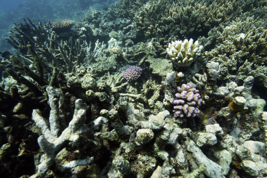 Donald Trump-deep-sea mining-ocean minerals-cobalt-environmental impact-international policies