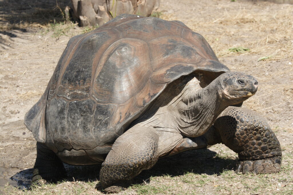 Galapagos turtle-Santa Cruz western turtle-Mami-biodiversity conservation-Philadelphia Zoo