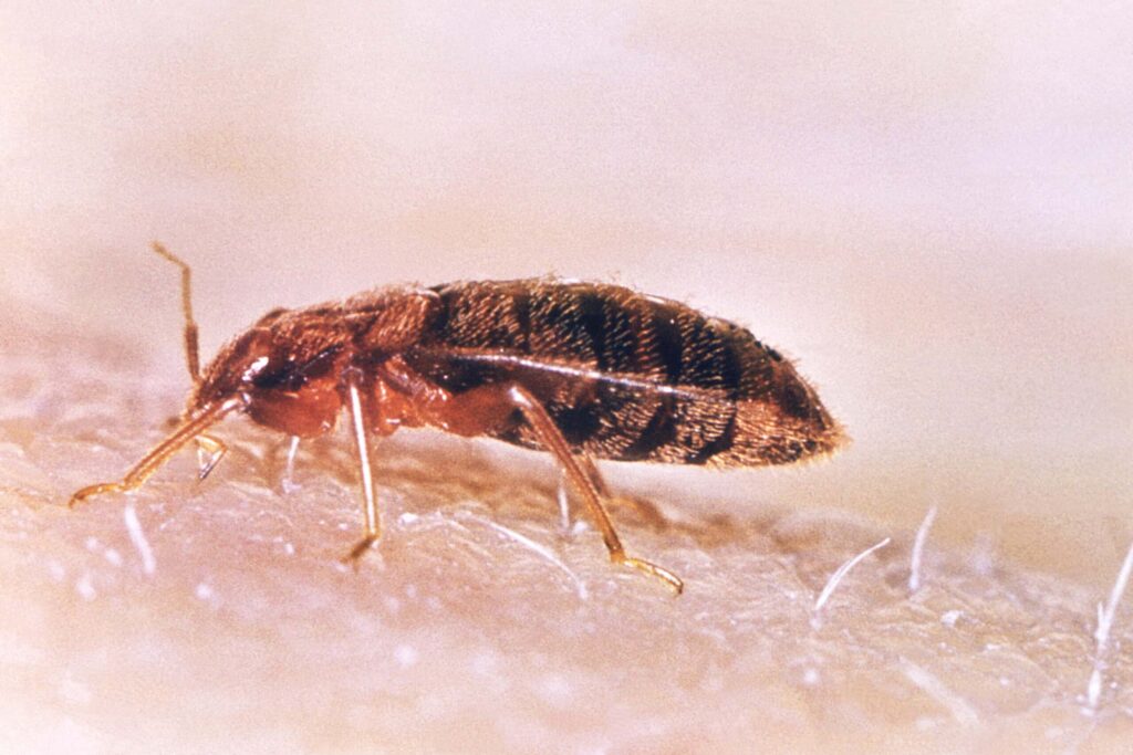bedbugs-genetic mutation-insecticide resistance-pest control-urban adaptation