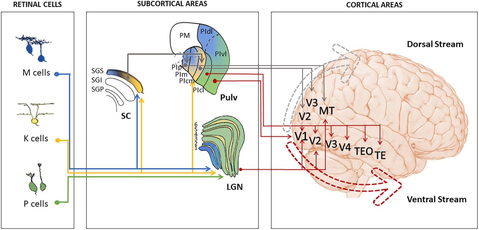 brain mapping-neuroscience-artificial intelligence-neurons-consciousness