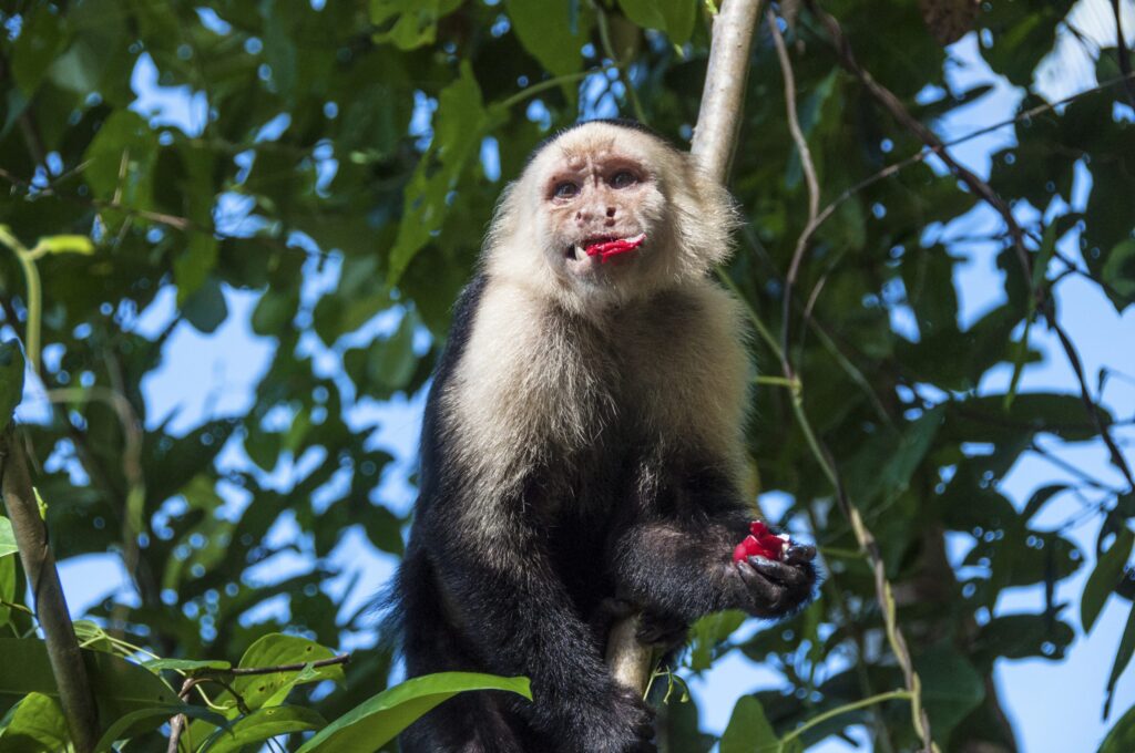 chimpanzee-fermented fruits-human feast-social behavior-evolution