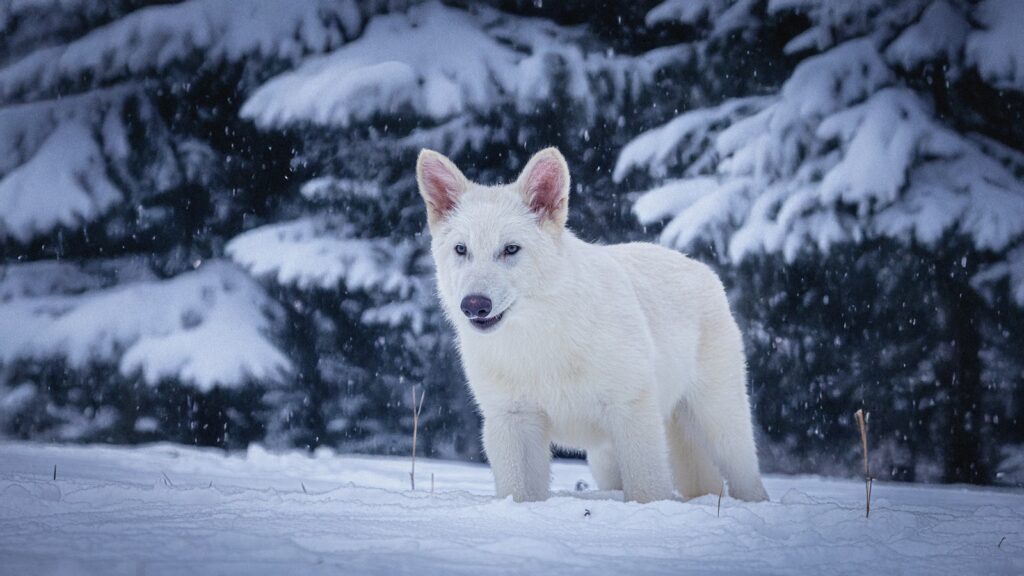 dire wolf-genetic resurrection-extinct species-colossal biotech-biology innovation
