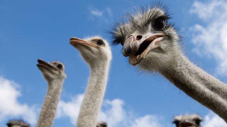 flightless birds-bird evolution-penguins-ostriches-extinction