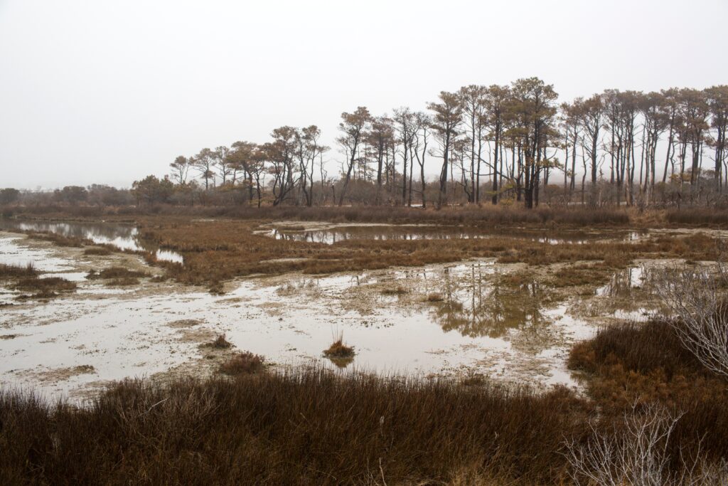 ghost forests-climate change-sea level rise-wetlands-environment