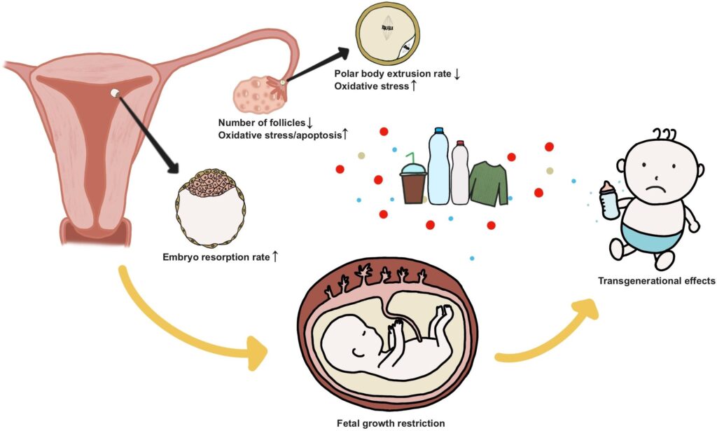 microplastics-ovarian follicular fluid-female fertility-plastic pollution-ovarian health