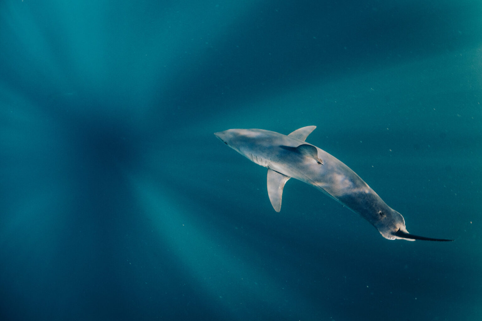octopus maori-shortfin mako shark-interspecies interaction-aquatic behavior-marine observations-environmental preservation-ocean protection