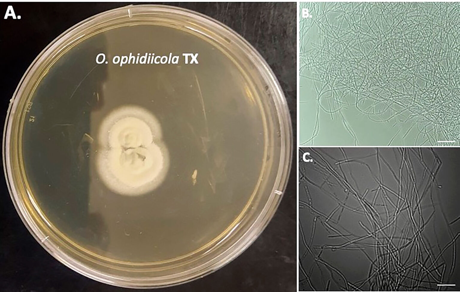 snake-shedding-growth-fungal disease-biologists-biological defense