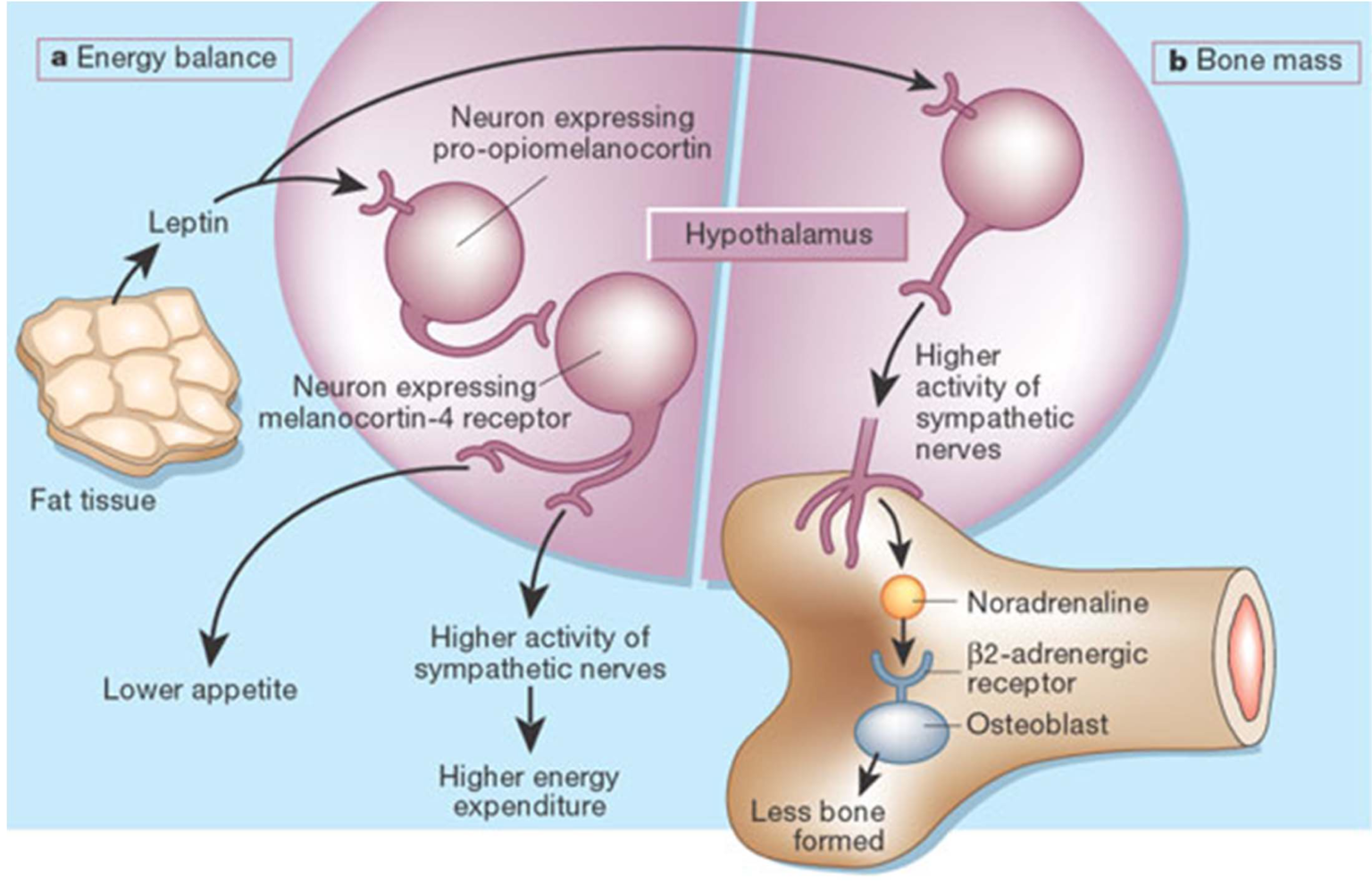 space residence-microgravity-bone analysis-muscles-NASA-biological research-space travel-skeletal system