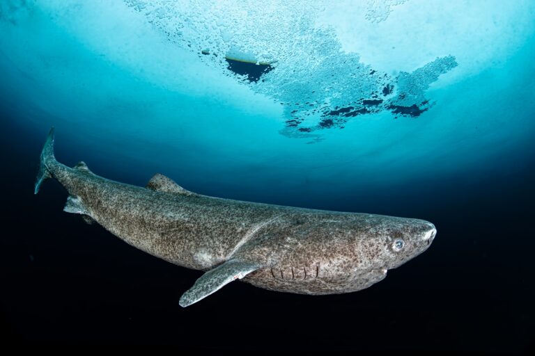 Greenland sharks-lifespan-retina degeneration-genetics-ercc1-environment