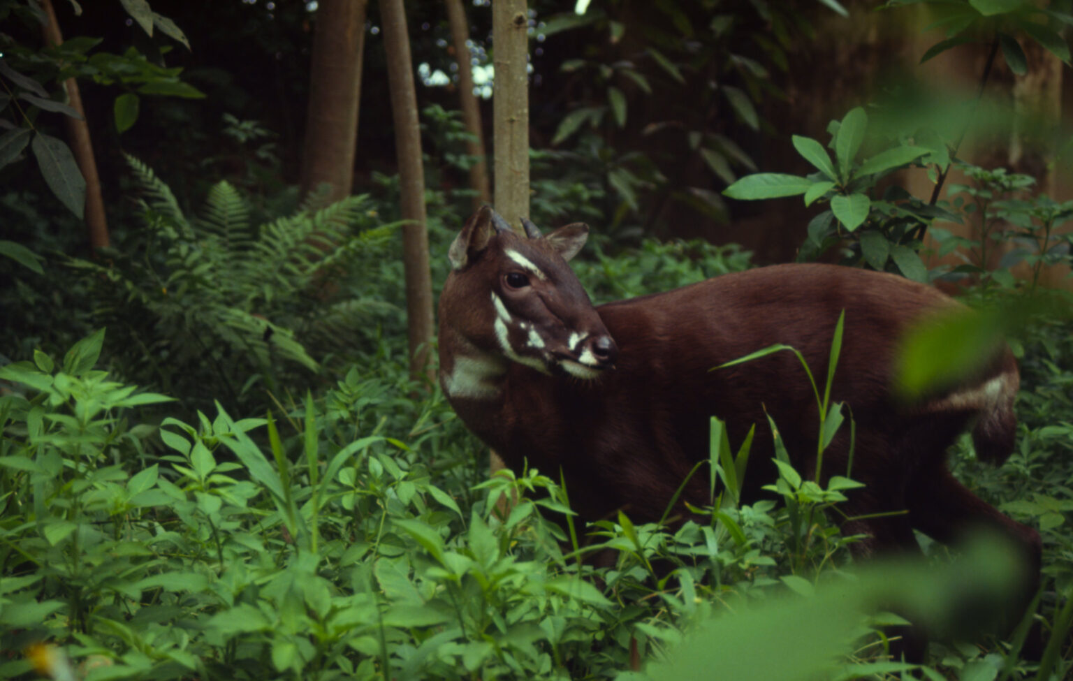 Saola-Asian unicorn-genome-species conservation-extinction risk