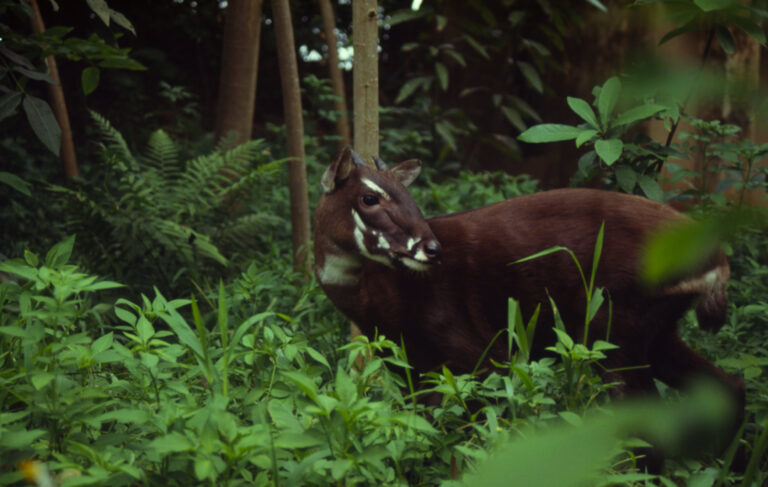 Saola-Asian unicorn-genome-species conservation-extinction risk