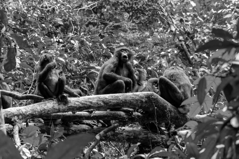bonobos-matriarchy-primate societies-gender dominance-female alliances-social evolution-human evolution