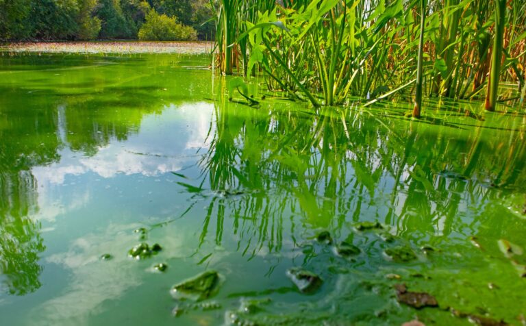cyanobacteria-ancient oceans-oxygenation-Earth's seas-Great Oxidation Event-photosynthetic life