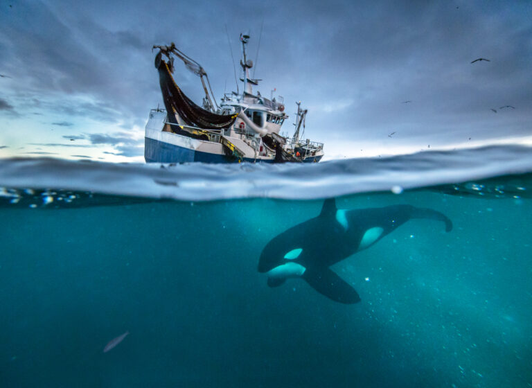 david attenborough-ocean documentary-climate change-environment-ocean conservation