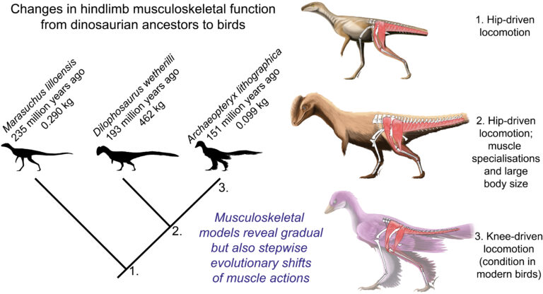 dinosaurs-fastest dinosaur-biomechanics-dinosaur speed-modeling technology