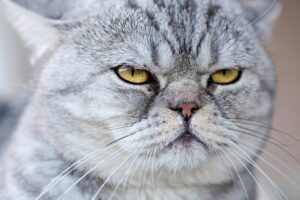 funny animals-cute animal pictures-animal videos-positive effects-internet animals