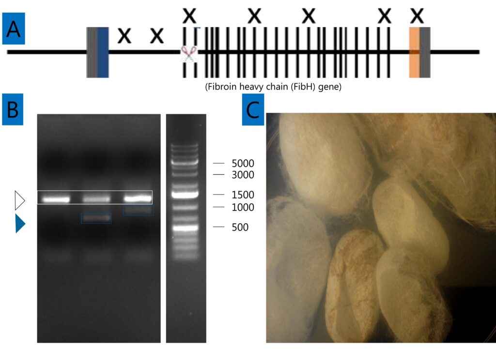 genetic editing-CRISPR-spider silk-material science-biotechnology