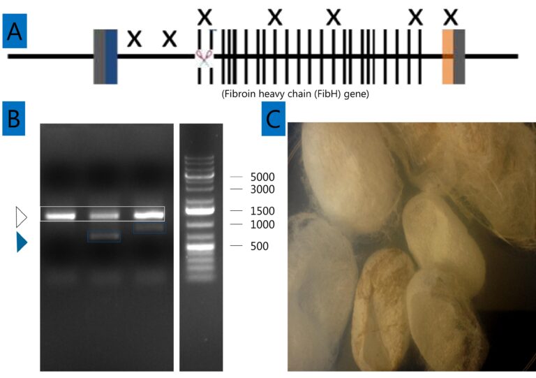 genetic editing-CRISPR-spider silk-material science-biotechnology