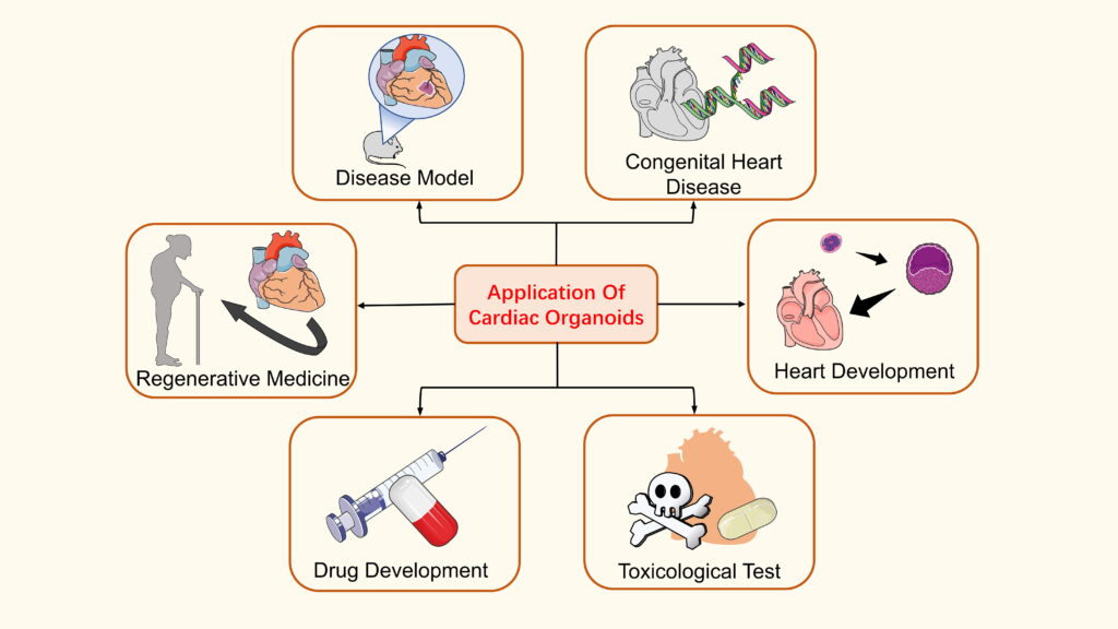 heart formation-congenital heart defects-gastrulation-light-sheet microscopy-cardiac research