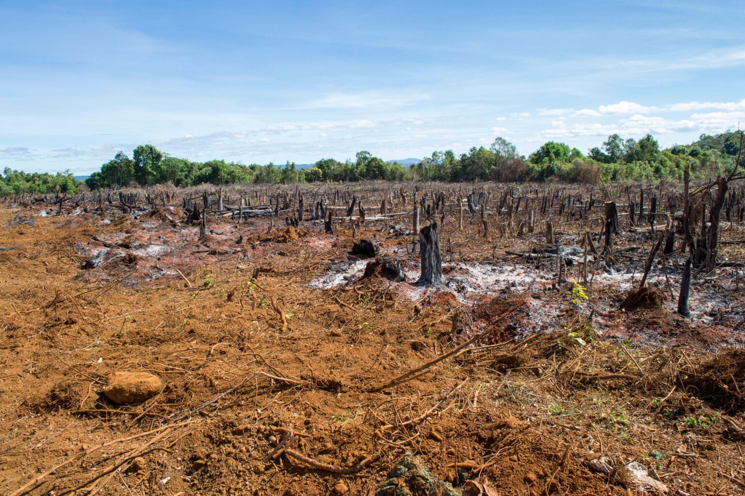 insect extinction-insect population-intensive agriculture-climate change-environment-ecosystem
