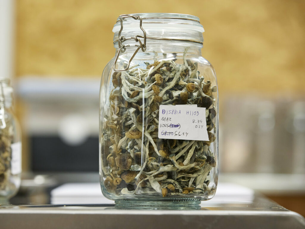 psilocybin-magic mushrooms-brain injury treatment-traumatic brain injury-neurological therapy