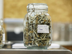 psilocybin-magic mushrooms-brain injury treatment-traumatic brain injury-neurological therapy