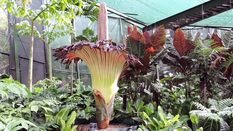 stinky plants-bad smell-pollination-genetic mutation-evolution