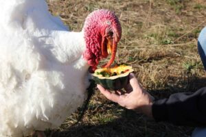 turkey-turkey eggs-egg consumption-laying cycle-turkey farming