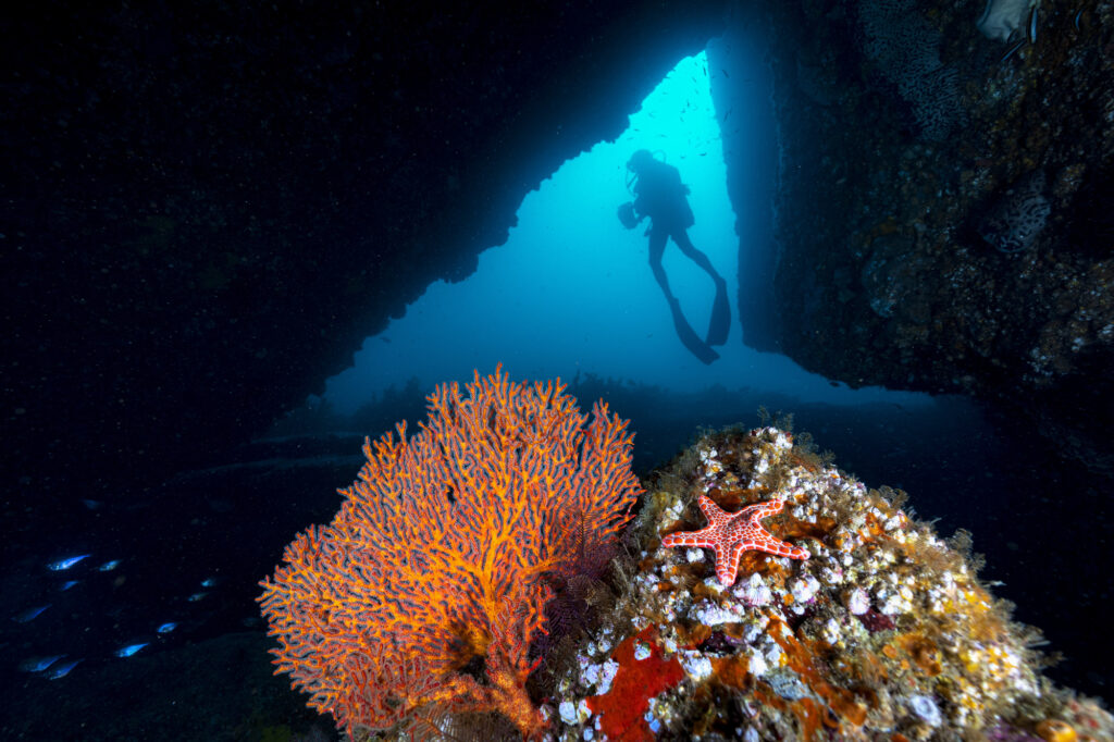 underwater photography-Jordan Robins-ocean photography-marine life-underwater beauty
