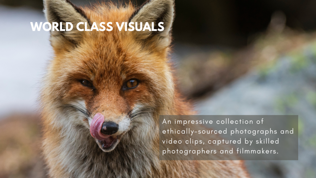 wildlife-nature photography-Staffan Widstrand-environmental conservation-endangered species-technology in photography