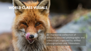 wildlife-nature photography-Staffan Widstrand-environmental conservation-endangered species-technology in photography