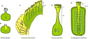 ancient flowers-evolution of plants-pollen grains-terrestrial plants-biodiversity