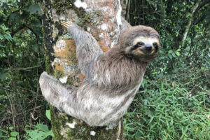 evolution-sloths-giant sloths-extinction-climate change-human impact