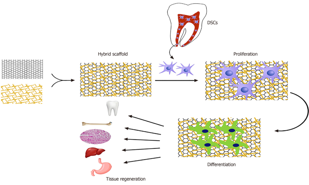 dentistry-lab-grown teeth-stem cells-organoids-dental implants