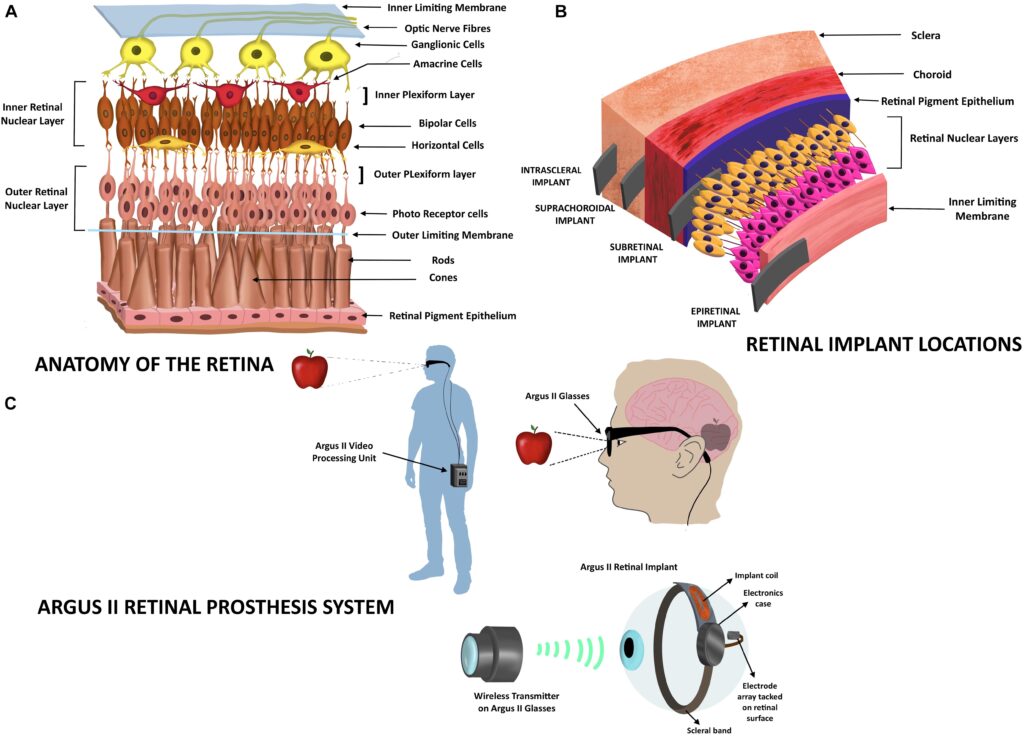 epithelial cells-electric signaling-skin communication-biomedical devices-ion channels
