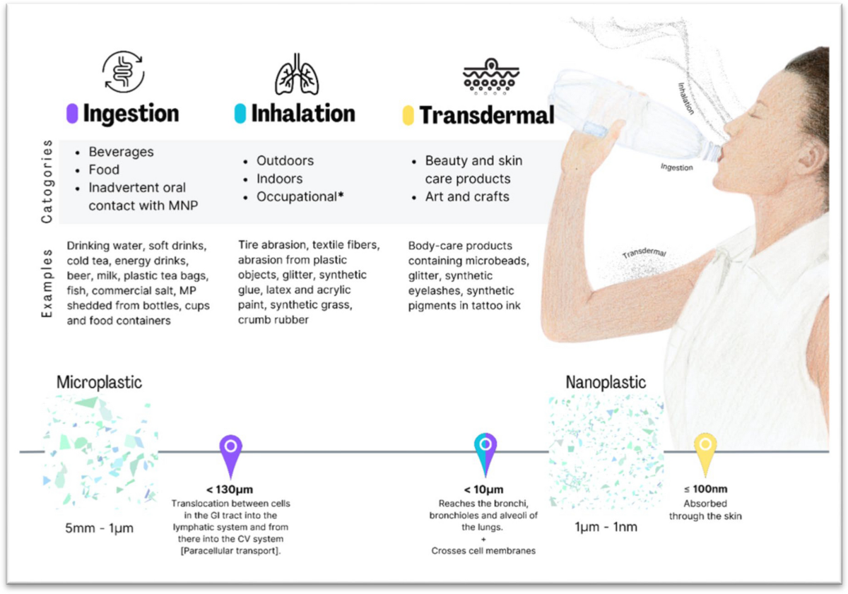 toothpaste-heavy metals-lead contamination-public health-mercury-cadmium-arsenic-consumer awareness