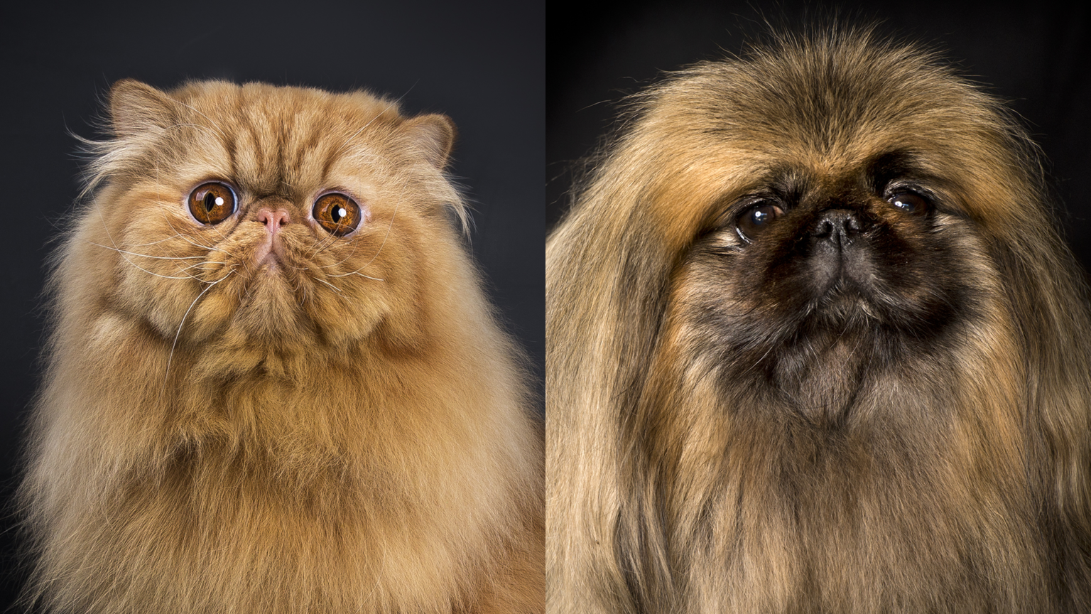 Persian cat-Pug dog-Evolutionary convergence-Human selection-Animal welfare