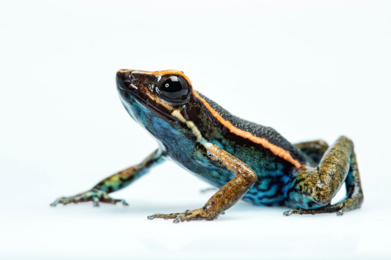 Ranitomeya aetherea-Amazonian frog-colorful poisonous frog-frog habitat-environmental conservation
