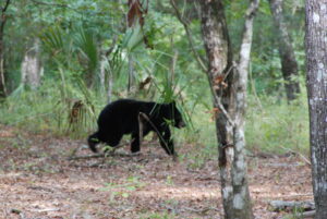 bear attack-Florida-wildlife management-black bear-environmental challenges-safety traps