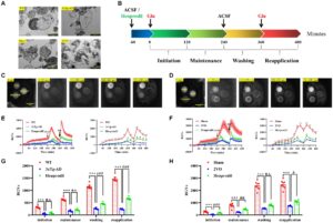 biophotons-visible light emission-cell health-Dr. Vahid Salari-University of Calgary-biological physics