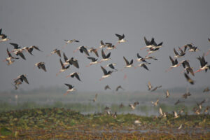 bird altruism-mutual cooperation-starlings-bird behavior-social interaction