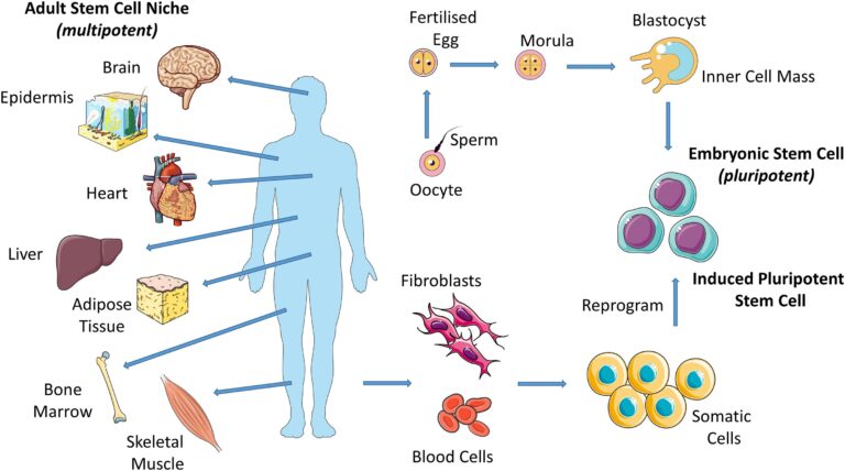 cell division-stem cells-cancer-tissue engineering-molecular biology