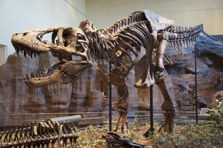 fossilization-preservation-ancient animals-earth history-paleontology