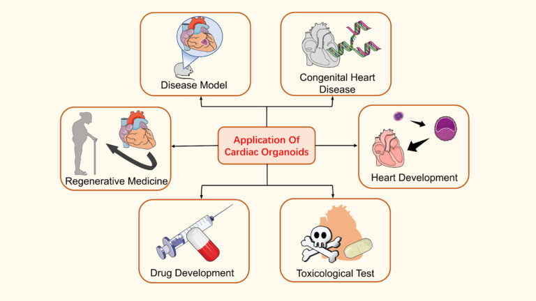 heart formation-congenital heart defects-gastrulation-light-sheet microscopy-cardiac research