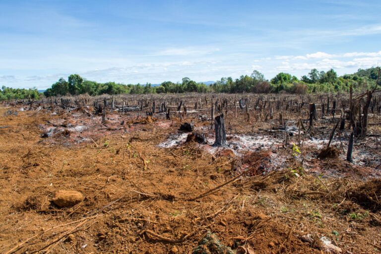 insect extinction-insect population-intensive agriculture-climate change-environment-ecosystem