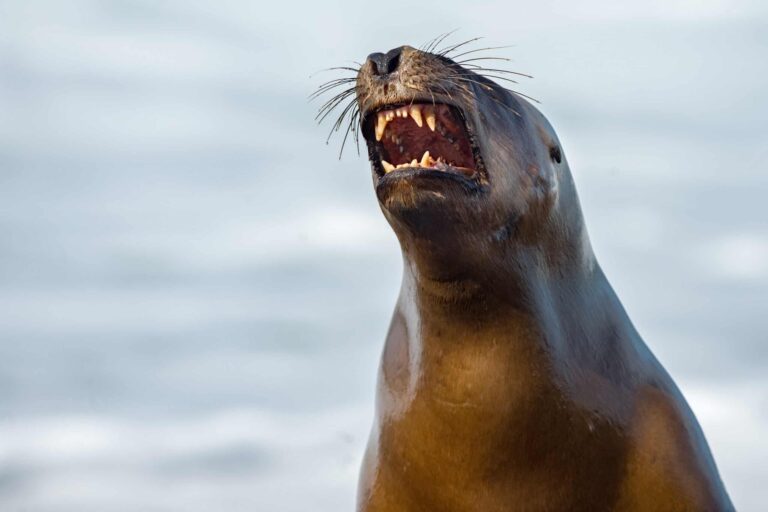sea lion-Ronan-rhythm comprehension-motor synchronization-animal cognition-scientific research-University of California