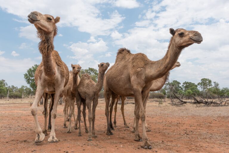 wild camels-Australia camels-animal migration-environmental impacts-Australia